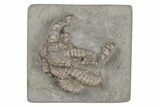 Fossil Starfish (Onychaster) - Crawfordsville, Indiana #216133-1
